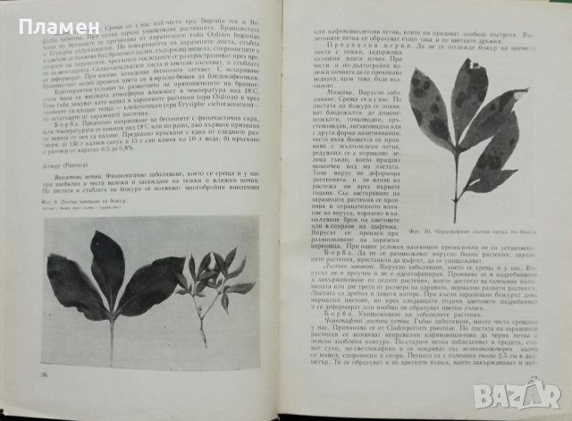 Болести и неприятели по украсните растения Е. Христова, М. Цалев, И. Даскалова, снимка 2 - Други - 37118811