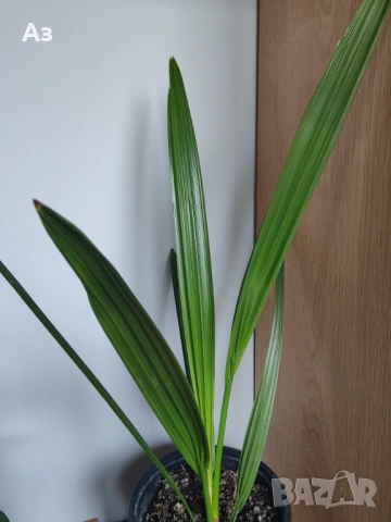 Продавам Финикови палми – 3 броя, 7 оформени листа, снимка 2 - Стайни растения - 52567231