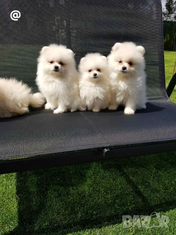 Померани померанчета своодни, снимка 5 - Померан - 54156527