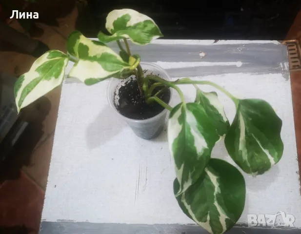 Епипремнум н'джой(Epipremnum aureum n' joy) 