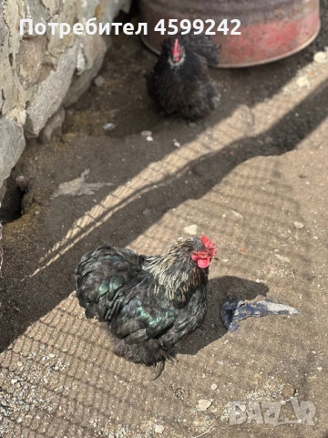 Продавам мини кохин млади петлета , снимка 4 - Кокошки и пуйки - 54077877