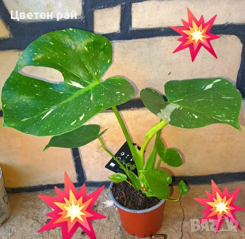 Комплект от три вида monstera, може и по отделно, снимка 8 - Стайни растения - 56123987