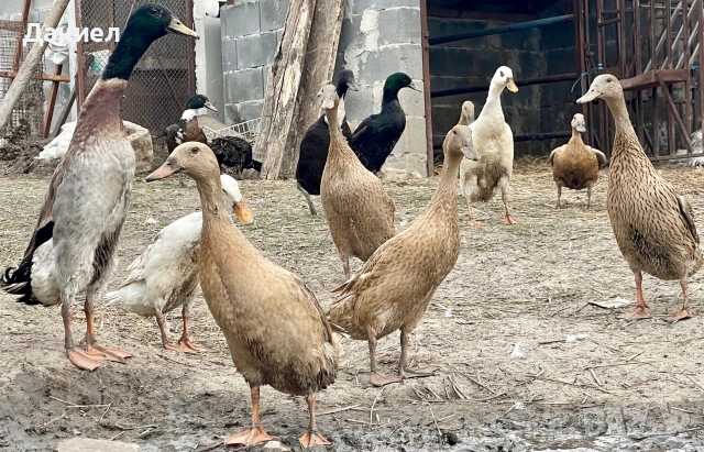 Яйца от Индийски бегач, снимка 2 - Патици и гъски - 54117284