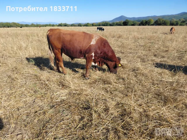 Свободен бик се продава , снимка 2 - Крави - 56338154