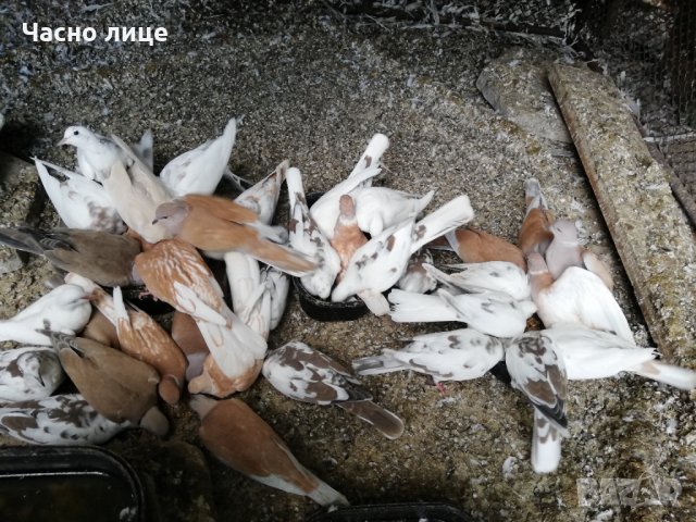 Смеещисе гугутки шарени много бройки , снимка 5 - други­ - 35296839