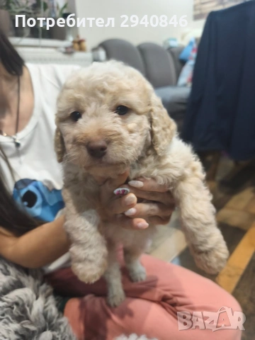 Кучета Лагото Романьоло 