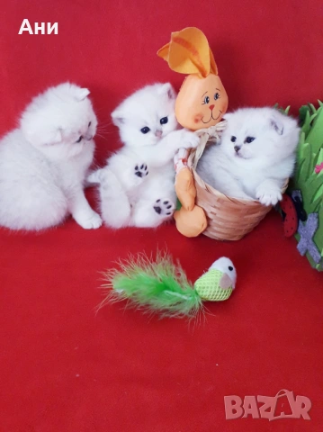 КОТЕНЦА МЕЧТА.