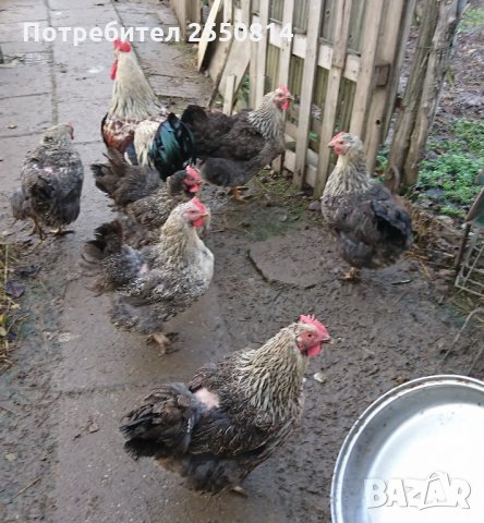 Оплодени яйца от породисти Катунски кокошки, снимка 16 - Кокошки и пуйки - 27672918