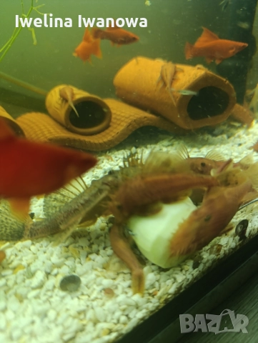 Продавам анциструси, снимка 5 - Рибки - 52562134