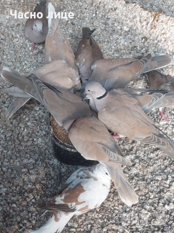 смеищисе гугутки на едро и дребно , снимка 7 - други­ - 14319229