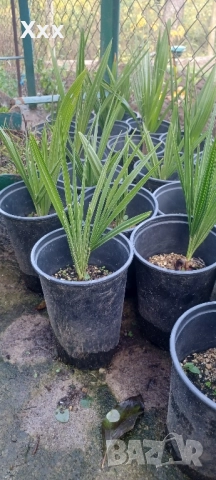 Палма -Трахикарпус-студоустойчива, снимка 3 - Градински цветя и растения - 52353517