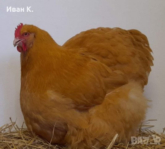 Продавам жълт Орпингтон.