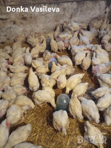 Пилета Бройлери , снимка 2 - Кокошки и пуйки - 53160896