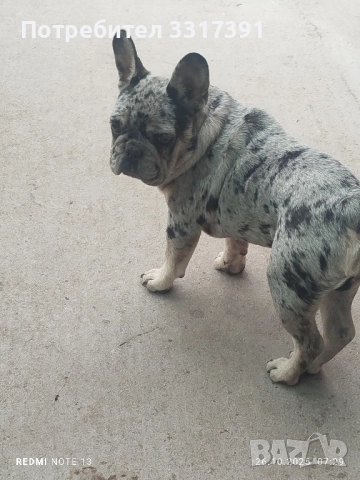 френски булдог момче и момиче, снимка 6 - Френски булдог - 52182909