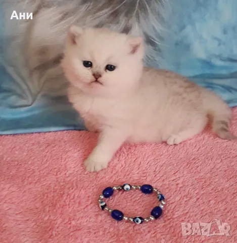 Много Красиви Бебчета.Живи  Играчки