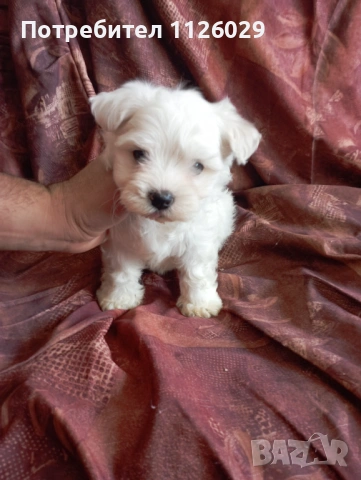 Малтийска болонка , снимка 2 - Болонка - 54235735