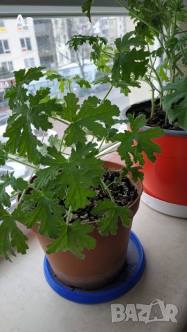 Продавам цветя Индрише (български сорт), снимка 8 - Стайни растения - 35600076