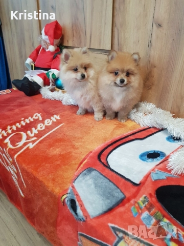Померан померанчета свободни, снимка 3 - Померан - 52774748