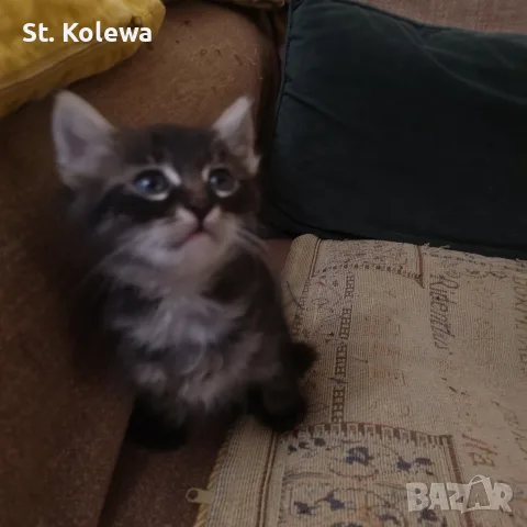 Малки котенца търсят своя дом, снимка 2 - Други - 56339703