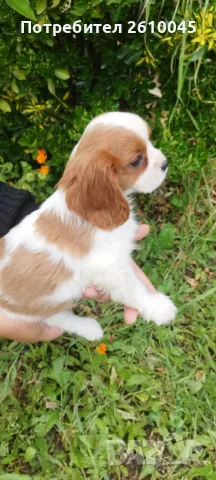 Кавалер Кинг Чарлз шпаньол, снимка 1