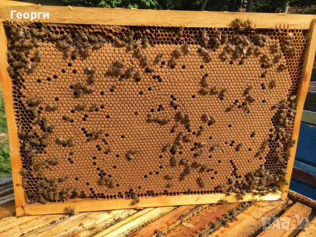 малки пчелни семейства