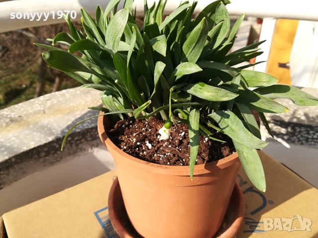 ГРЪМ ОТ КОКИЧЕТА В САКСИЯ С ЗЕМЯ И ЛУКОВИЦИ 1802241221, снимка 3 - Градински цветя и растения - 44350741