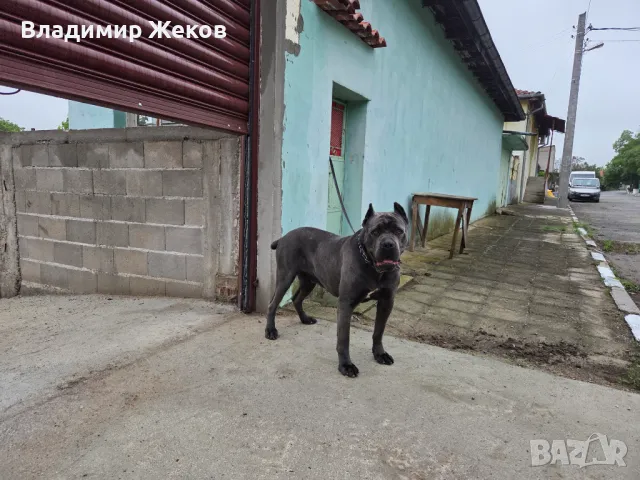 Кане корсо, снимка 2 - Търси партньор - 48658325