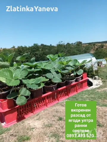 Разсад ягоди вкоренен в саксийки и табли 