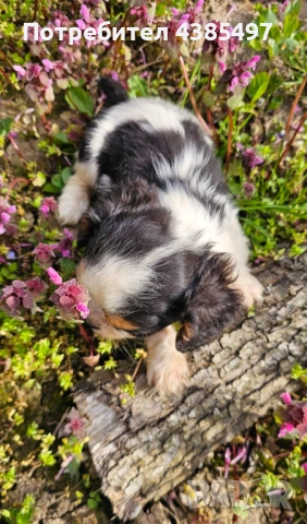 Момиче кавалер Кинг Чарлз Шпаньол , снимка 2 - Други - 54181416