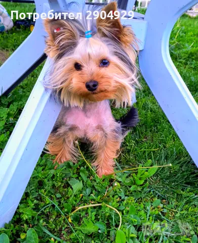 Мини Йоркширски териер , снимка 1
