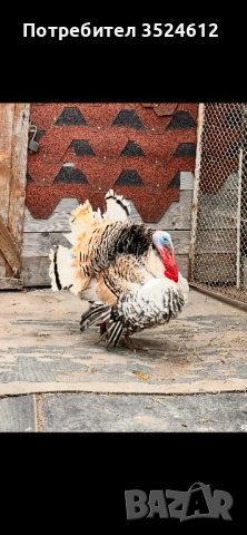 Продавам фиток и чифт токачки , снимка 1