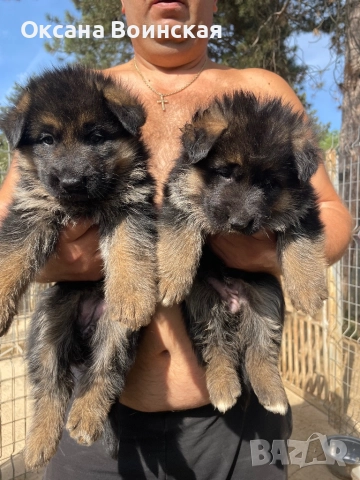 Немски овчарки