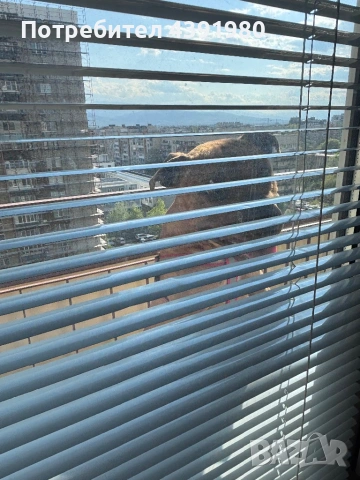 Питбул на 1 година, снимка 3 - Питбул - 54327652