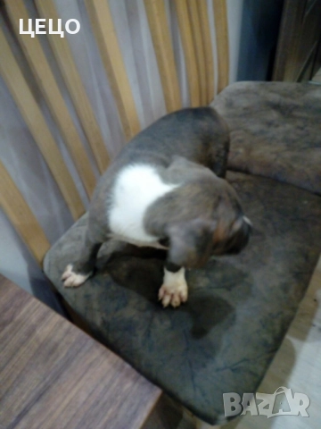 ПРОДАВАМ МАЛКИ ПИТБУЛИ !!! БЛУ НОС, снимка 2 - Питбул - 48336660