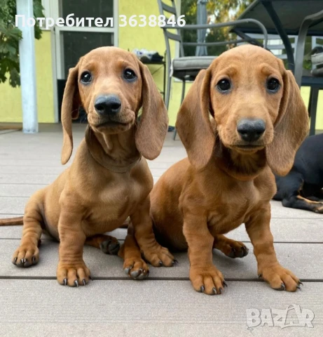 Дакел, снимка 2 - Дакели - 51135956