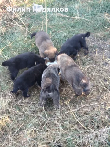 Малки овчарки от работещи родители , снимка 5 - Немска овчарка - 56517684