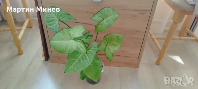 Филодендрон (Philodendron) / Сингониум (Syngonium), снимка 7 - Стайни растения - 47059632