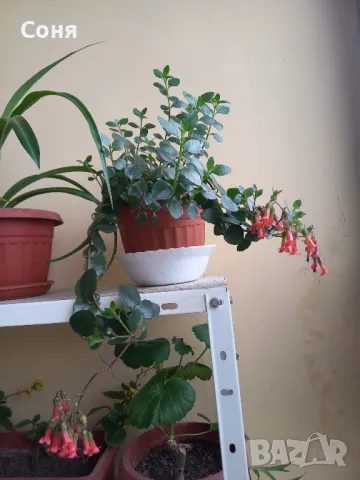 Каскадно каланхое