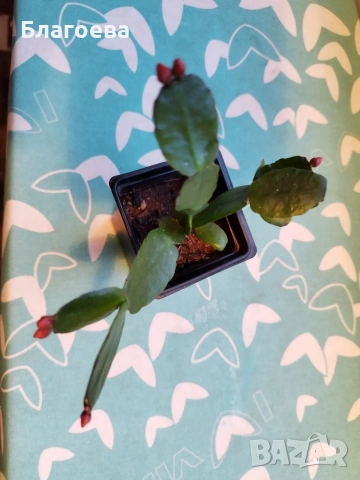 Великденче червено , снимка 6 - Стайни растения - 53754595