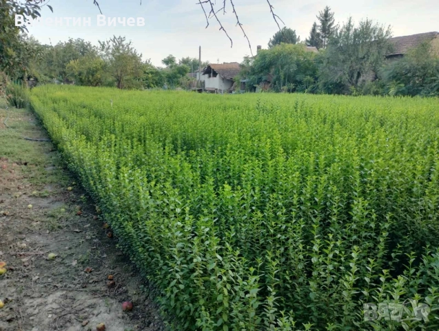 Лигуструм Овалифолиум - Жив - плет (0.70) за 1бр., снимка 7 - Разсади - 51439199