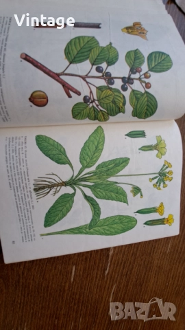 Атлас на лечебните растения в България, снимка 4 - Специализирана литература - 52263950