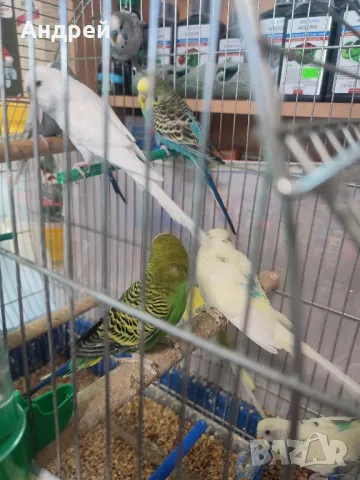 Вълнисти папагали, снимка 4 - Папагали - 48377765