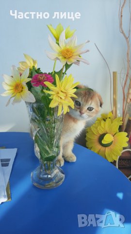 Британец златна чинчила за разплод , снимка 11 - Чинчили - 38819551