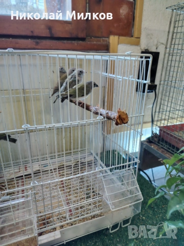 Гулдови амадини 