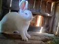Продава се, скотна зайкиня!, снимка 4