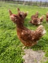Кокошки ломан браун, снимка 1