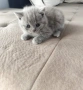 Британски късокосмести женски котета, снимка 6