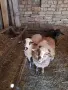 2 млади овце на 1 агне и 1 мъжко агне продават се заедно, снимка 3