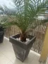 Растение ЮКА, кактус, алое вера, палма , снимка 7