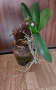 Орхидея фаленопсис мултифлора, снимка 2
